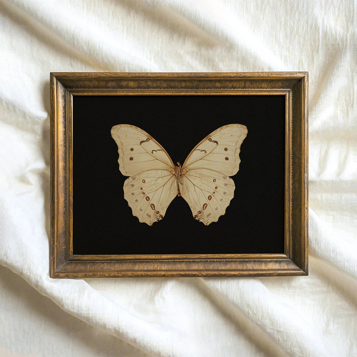 White Butterfly White Swan Animal Canvas Print Dark Moody Insect Antique Moth Wall Art Poster for Modern Living Room Home Decor