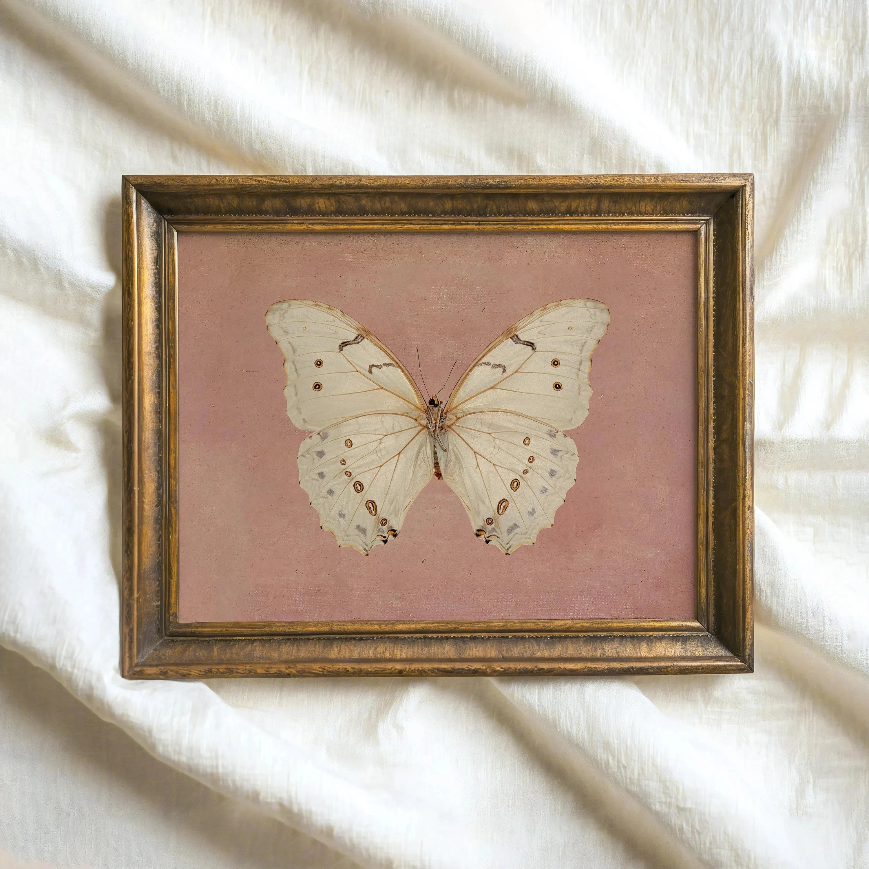 White Butterfly White Swan Animal Canvas Print Dark Moody Insect Antique Moth Wall Art Poster for Modern Living Room Home Decor
