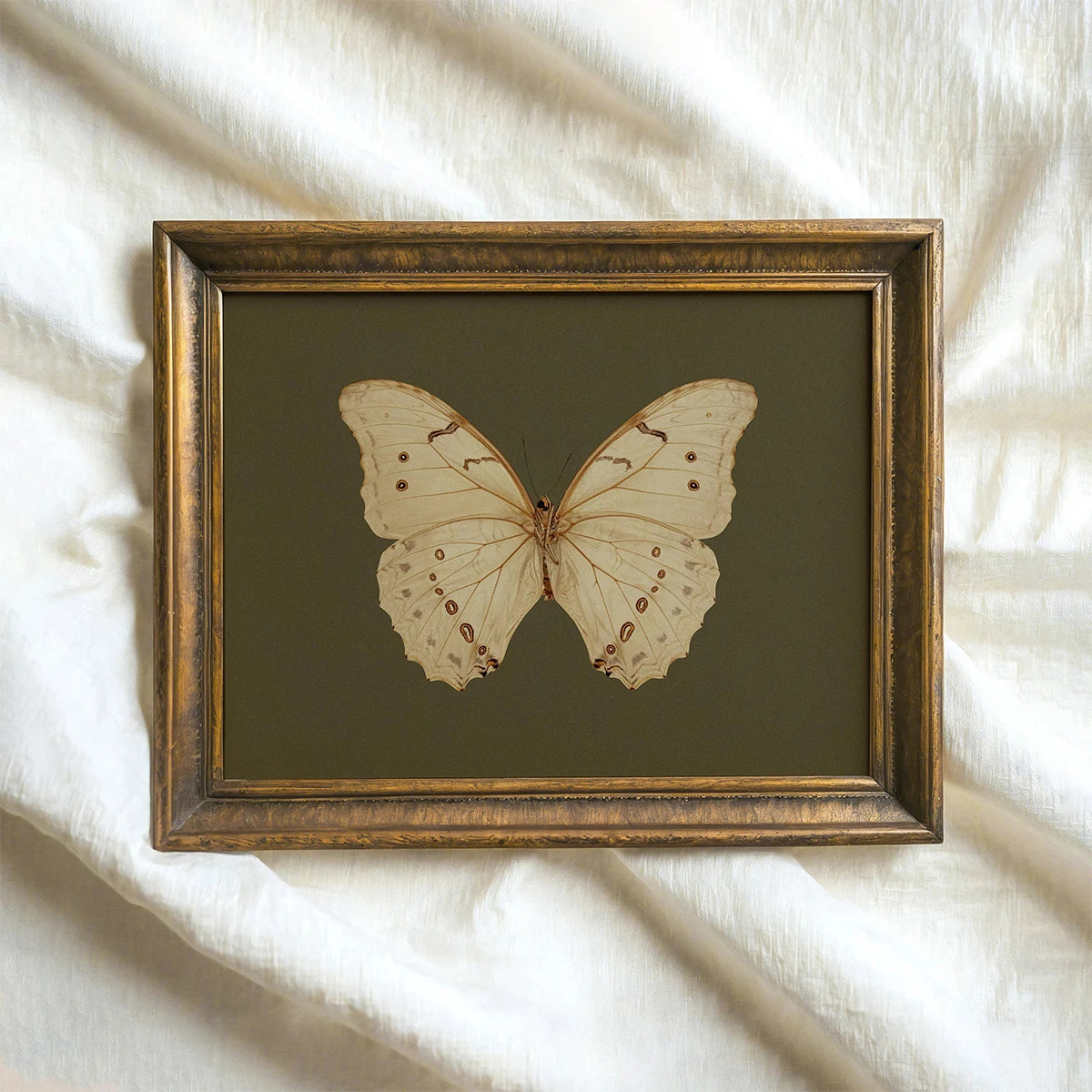 White Butterfly White Swan Animal Canvas Print Dark Moody Insect Antique Moth Wall Art Poster for Modern Living Room Home Decor